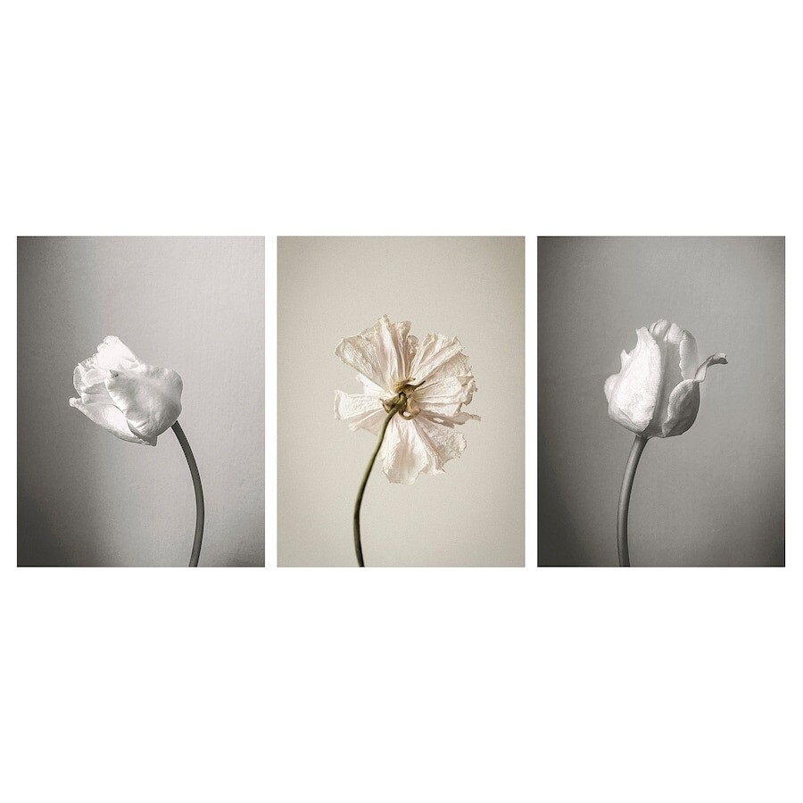 

Набор картин Ikea Pjatteryd Flowers 2, 30х40 см, 3 шт