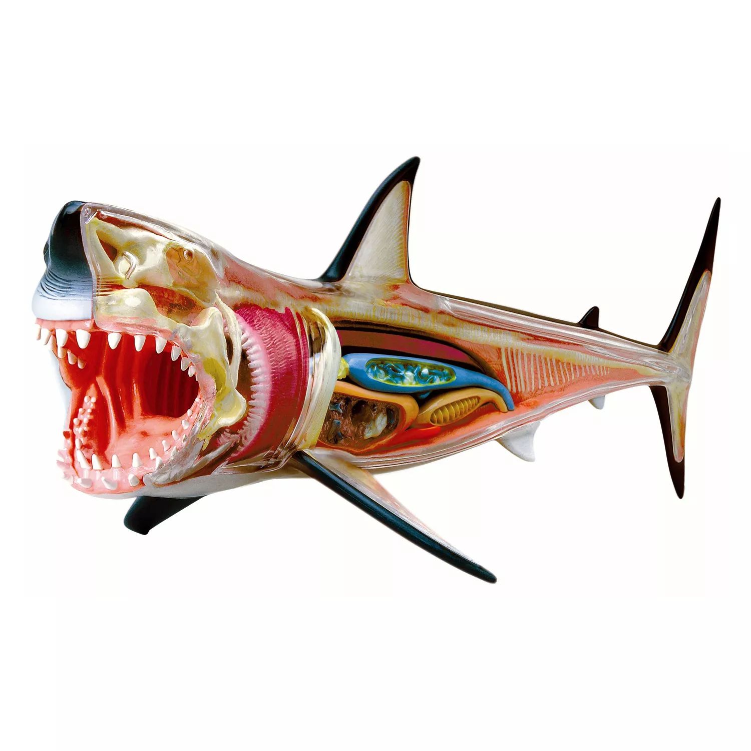 Модель акулы 4D Vision от 4D Master 4D Master