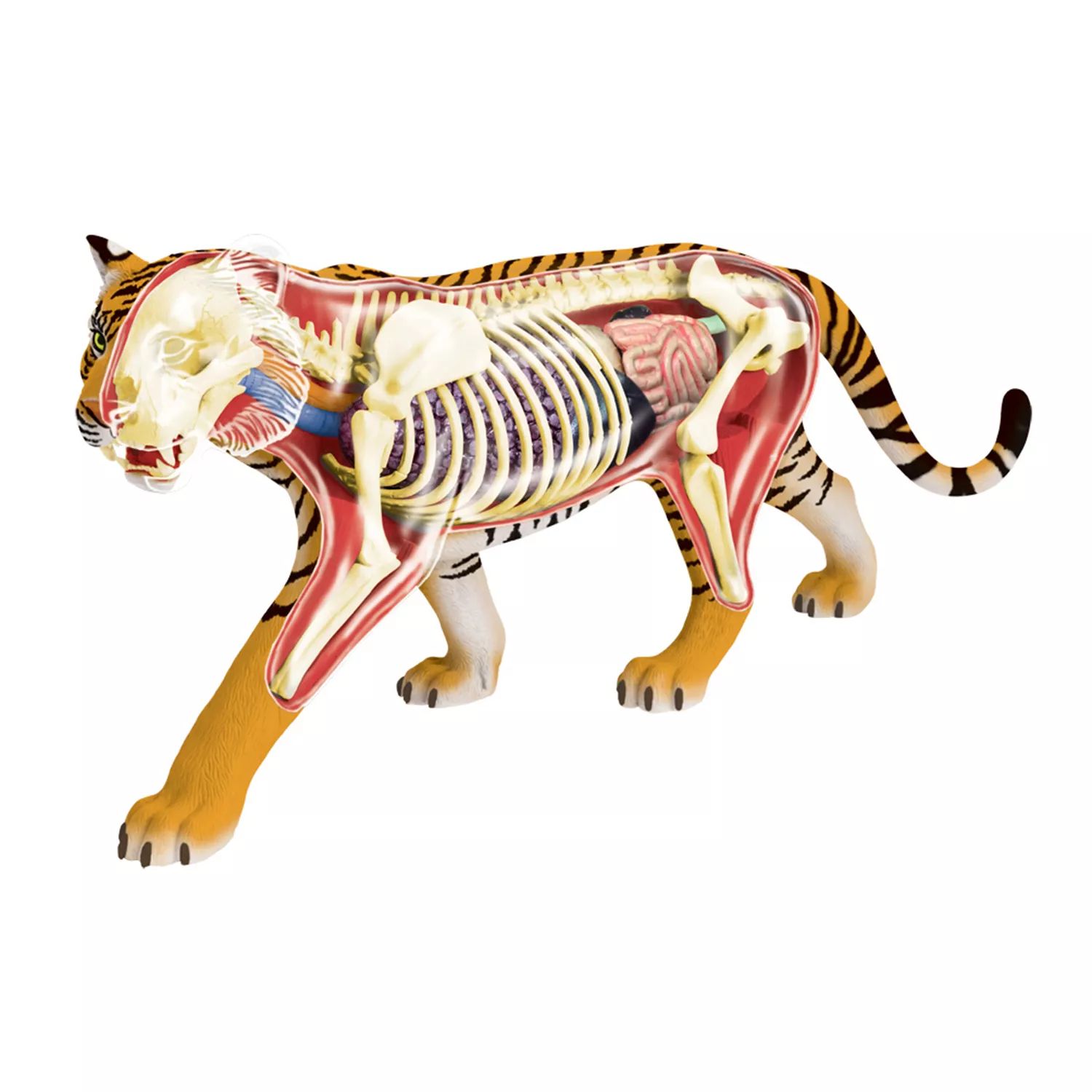 Модель анатомии тигра 4D Vision от John N. Hansen Co. 4d модель колена человека модель анатомии человеческих органов медицинское учение diy science