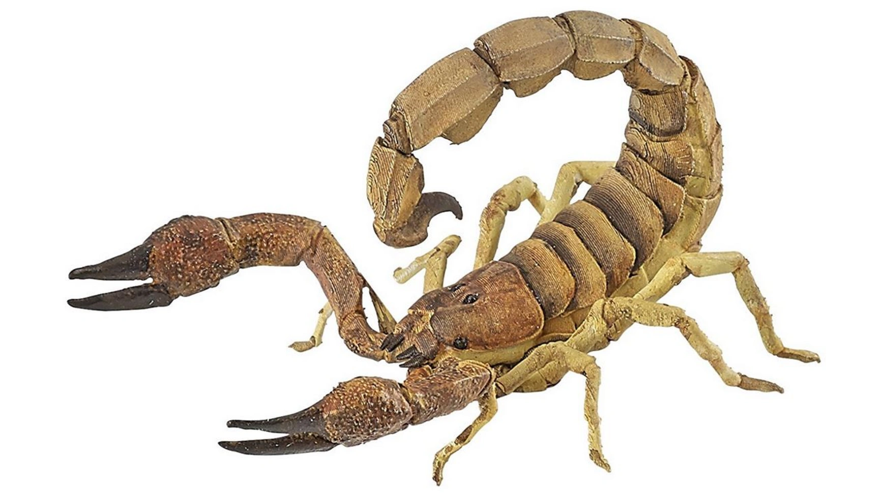Скорпион, 8 см Papo цена и фото