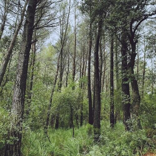 

Виниловая пластинка L.A. - Evergreen Oak