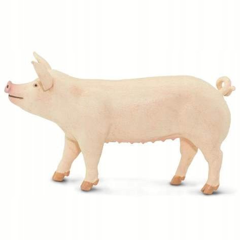Домашняя свинья - ООО «Сафари по крупной белой свинье» Safari