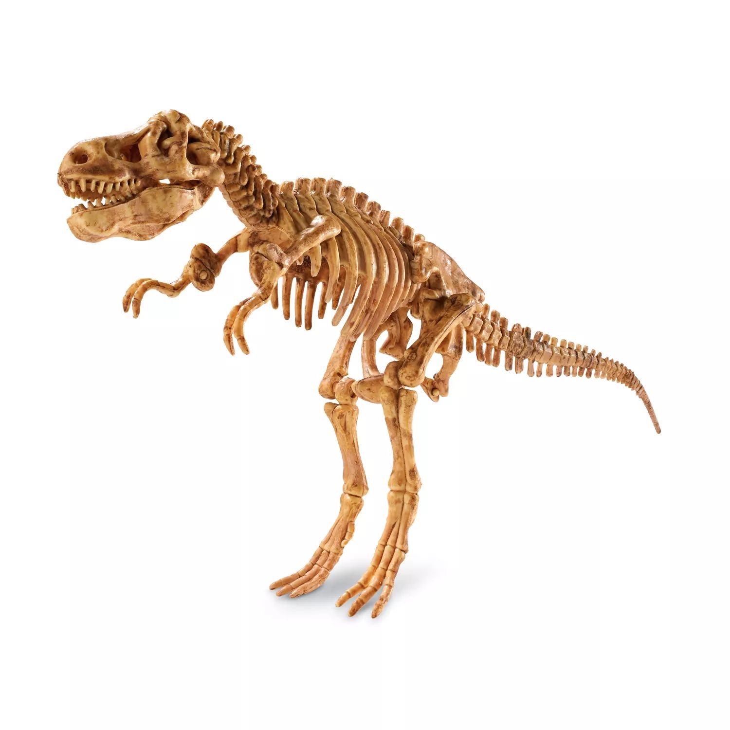MindWare: раскопай! 3D модель скелета: Тираннозавр Рекс