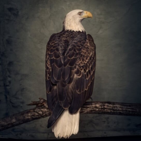 

Виниловая пластинка Clutch - Book Of Bad Decisions