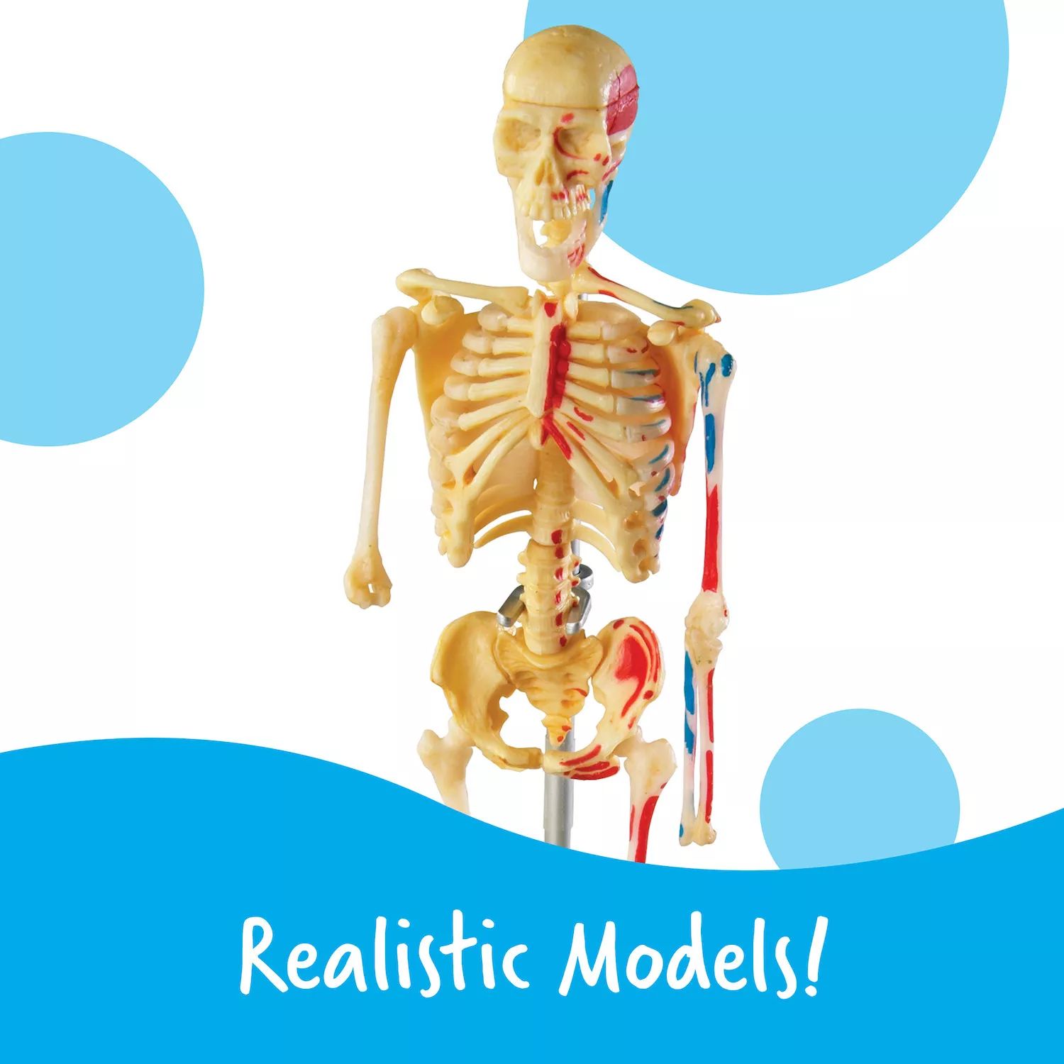 обучающий набор анатомия человека тело learning resources Ресурсы для обучения Набор моделей анатомии человека Learning Resources
