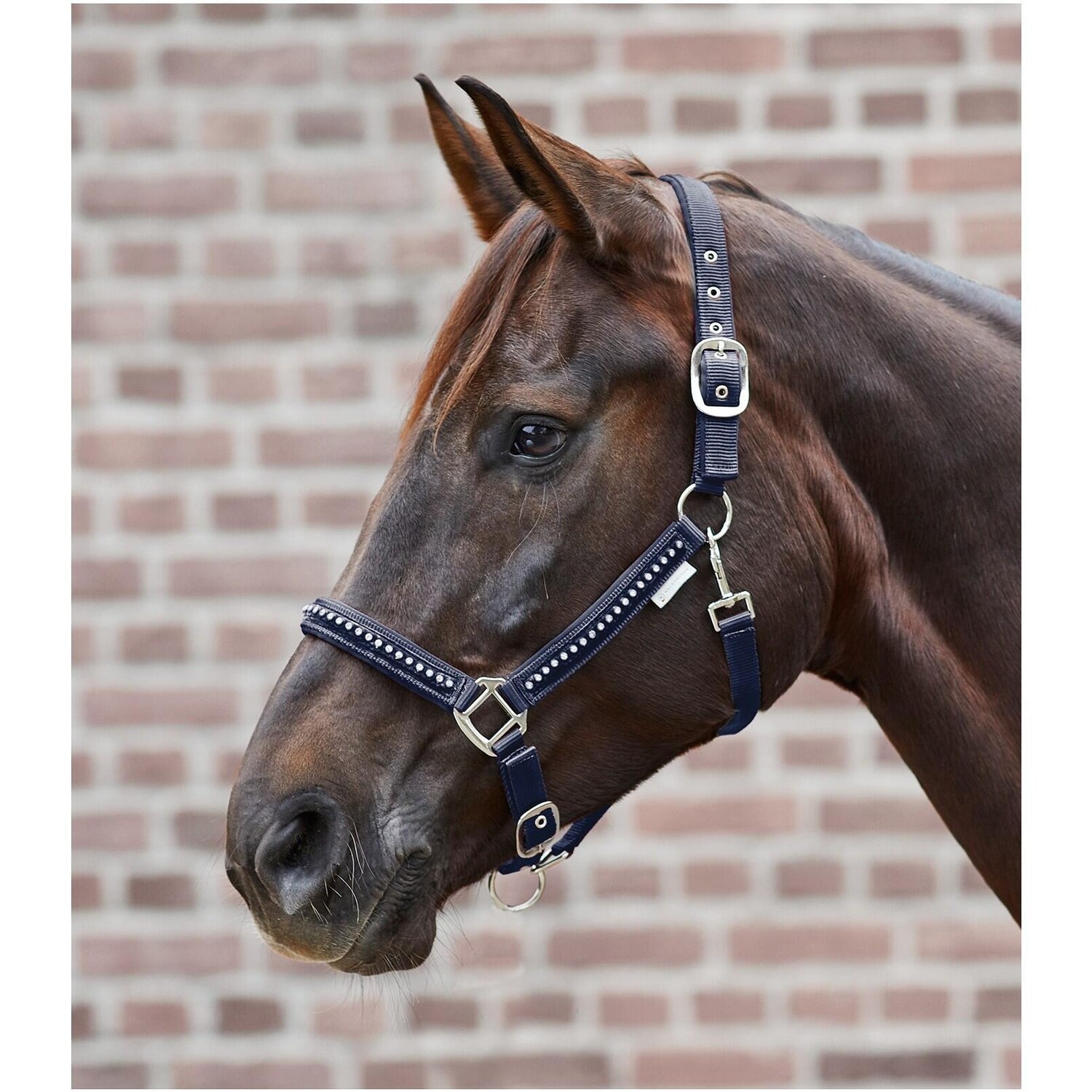 

Холтер Walhausen Crystal, синий