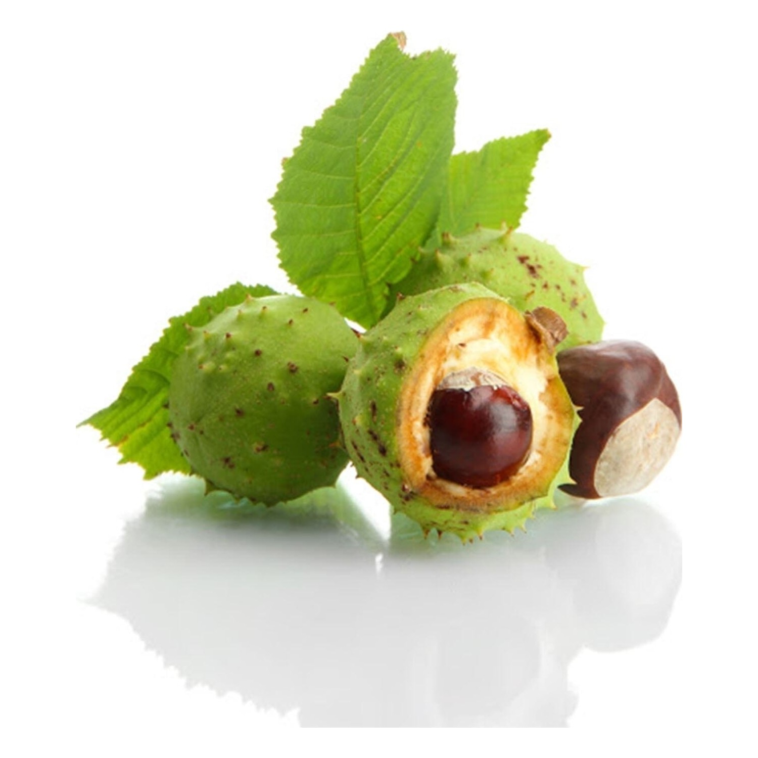 Aesculus hippocastanum extract