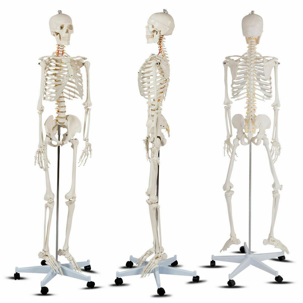 Медицинская школа, класс анатомии человека, модель скелета в натуральную величину Slickblue 4d модель колена человека модель анатомии человеческих органов медицинское учение diy science